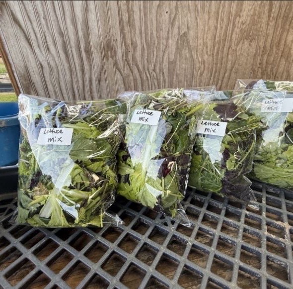 Bagged lettuce mix ready for market
