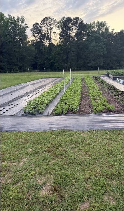 Crop rows growing in the field at Moore Hill Farm and Garden
