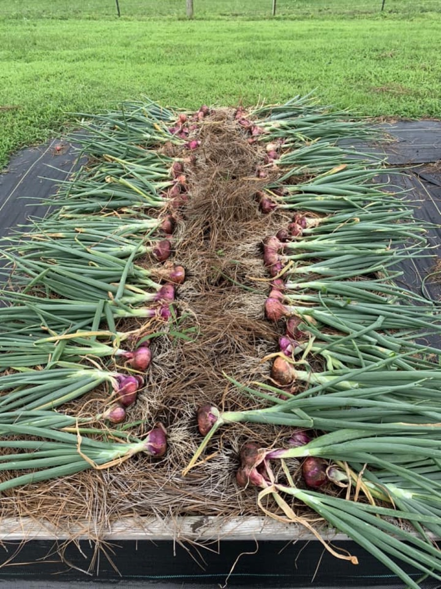 Fresh onions curing after harvest