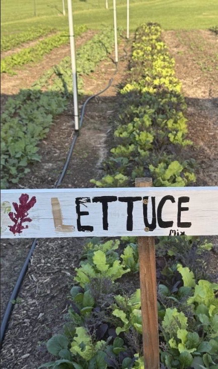 Rows of lettuce growing behind a hand-painted lettuce sign