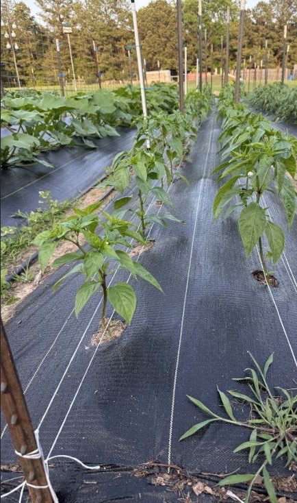 Pepper plants growing in a field row