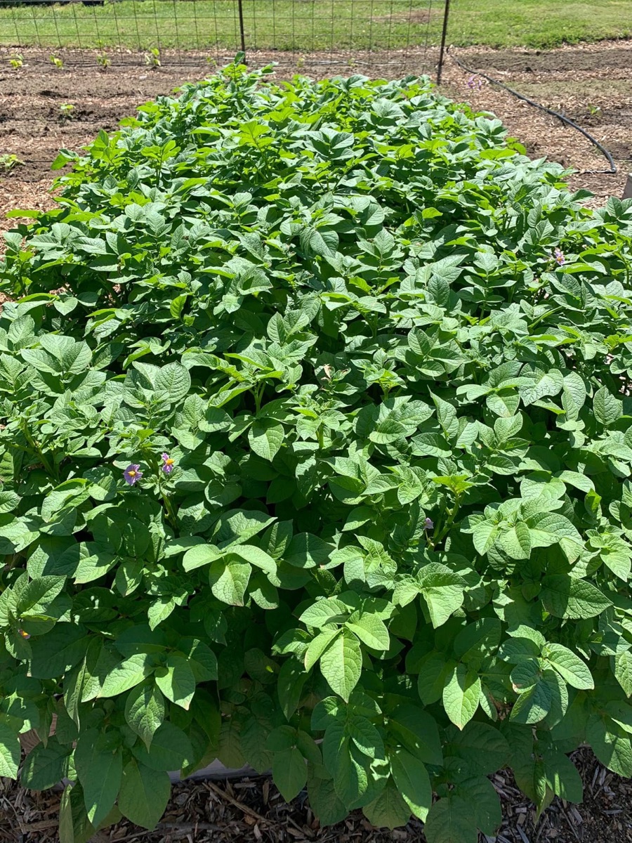 Potato plants growing in the field