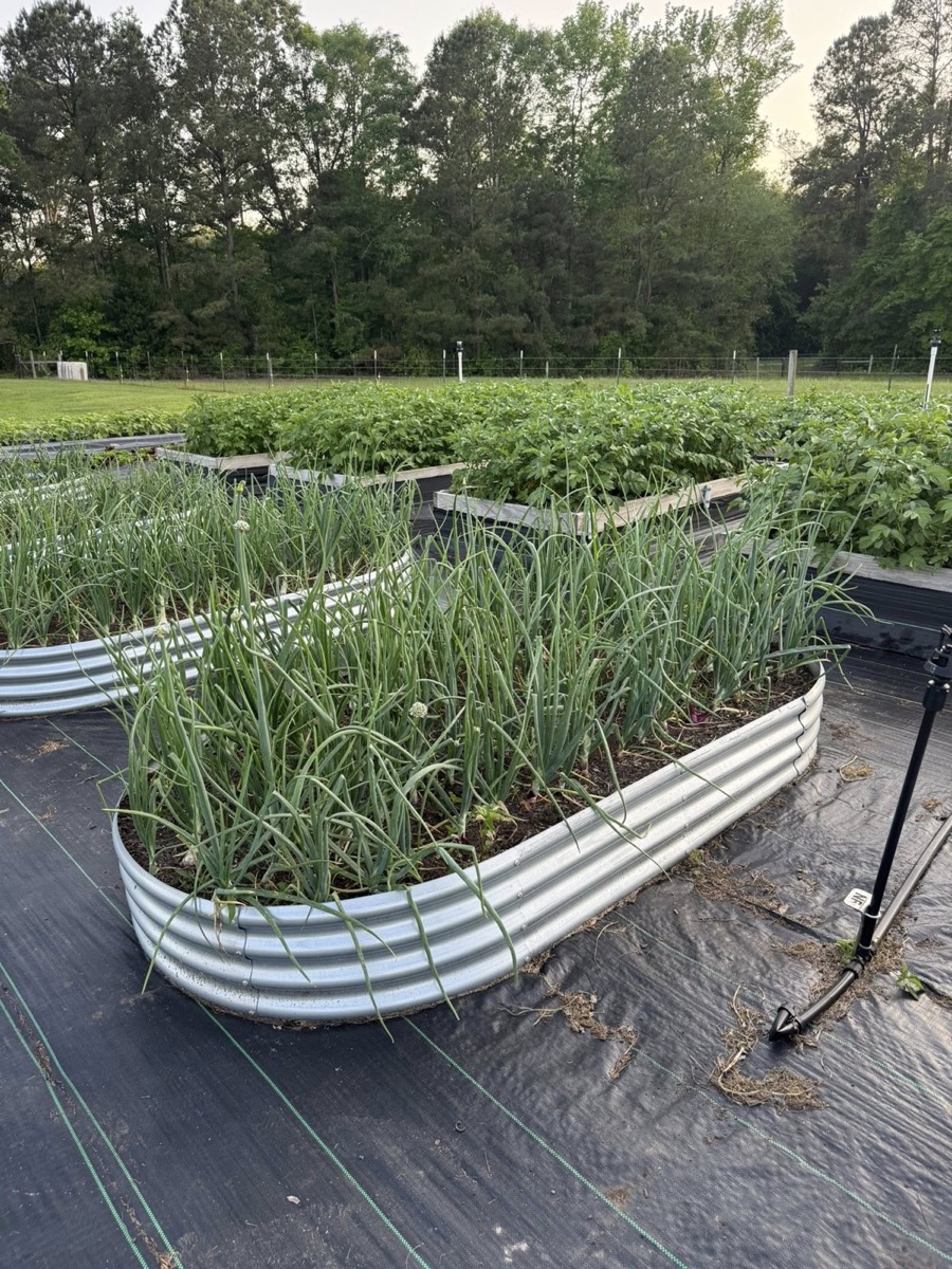 Raised garden beds full of crops