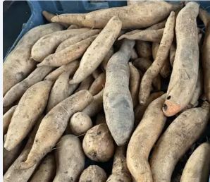 Freshly harvested sweet potatoes