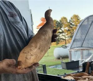 A freshly harvested sweet potato held in front of the garden